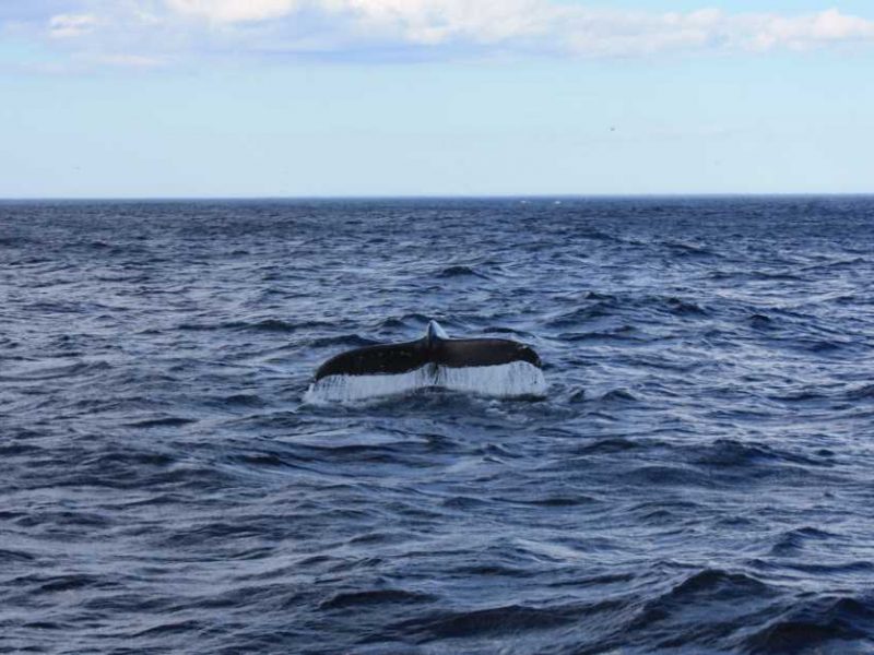Whale watching off St. John's Newfoundland