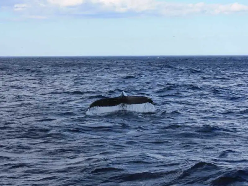 Whale watching off St. John's Newfoundland