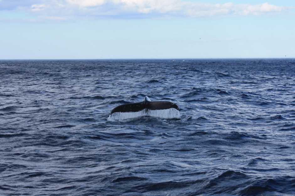 Wale beobachten vor Neufundland