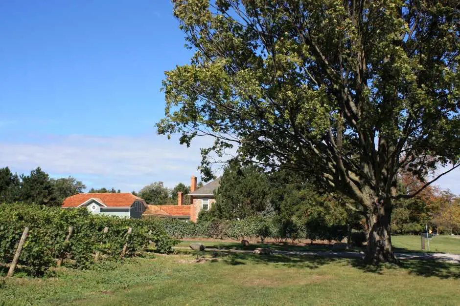 Vineyard in Canada's wine region on the Niagara River