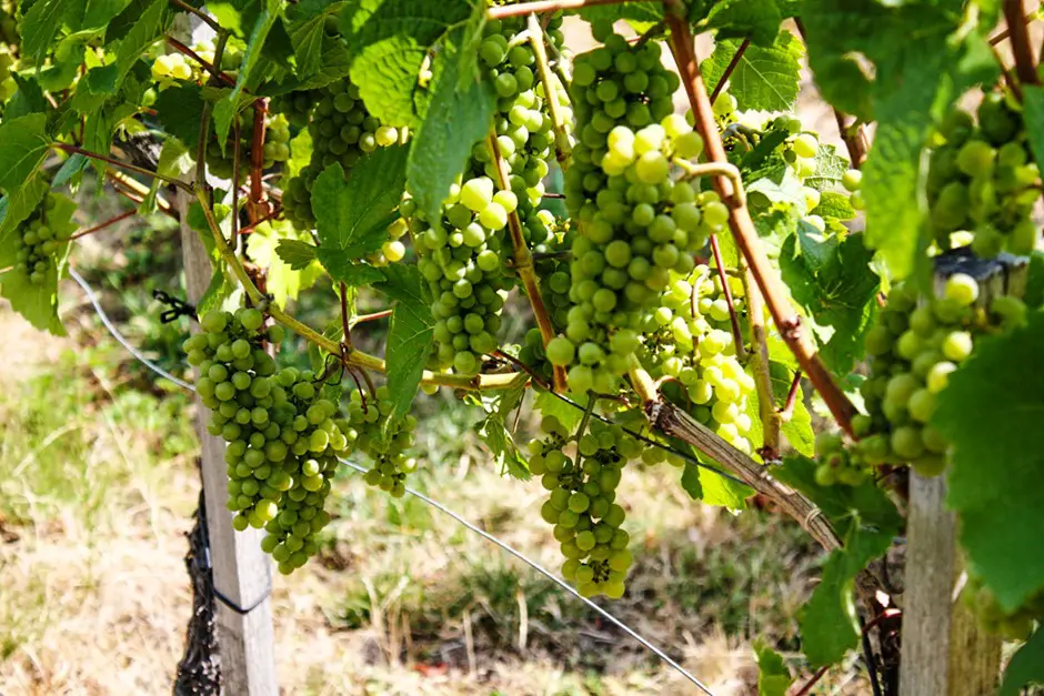 Grapes on a wine region holiday