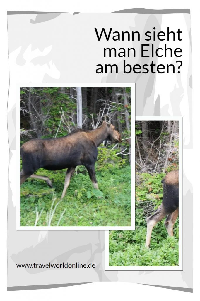 When is the best time to see moose?