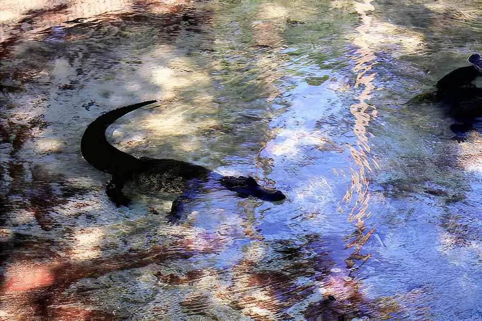 Alligators in the Big Cypress National Preserve