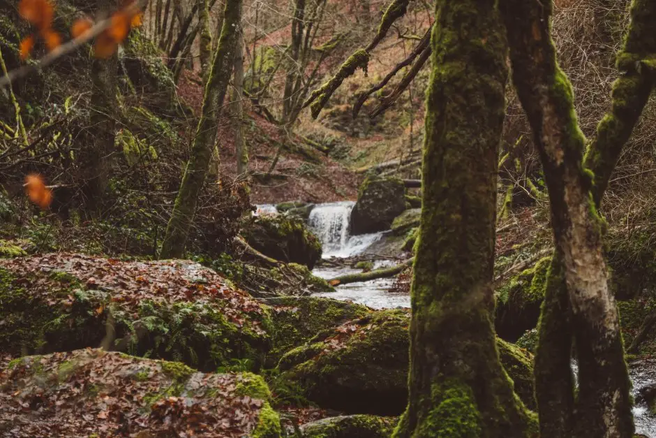 Wanderweg an der Mosel - die Traumschleife Ehrbachklamm