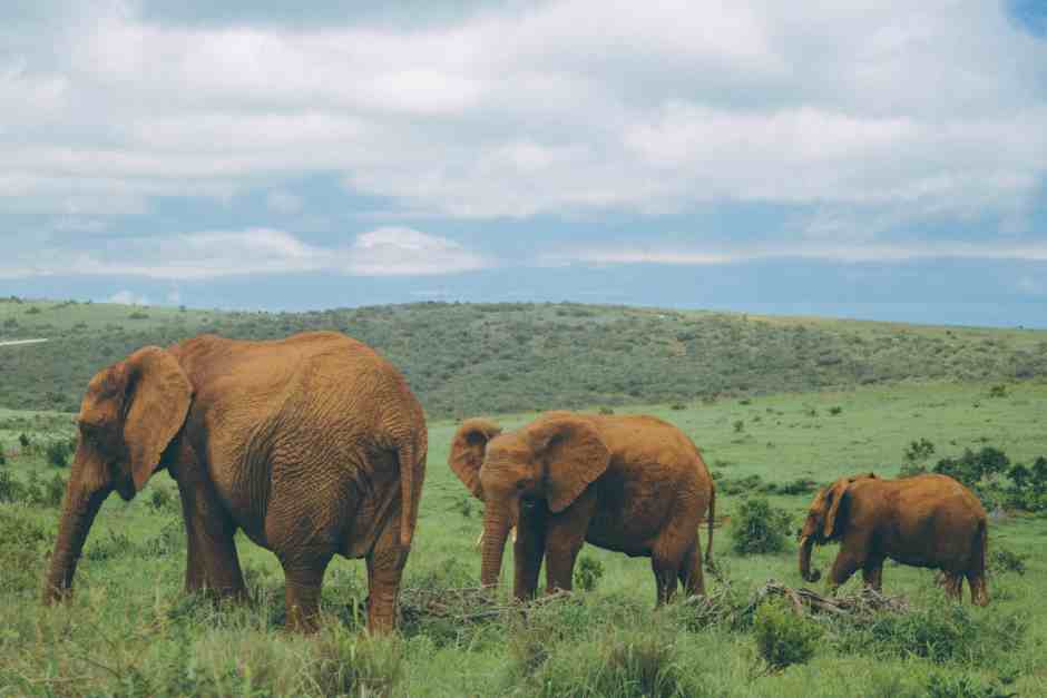 Elephant safaris in Addo Elephant Park