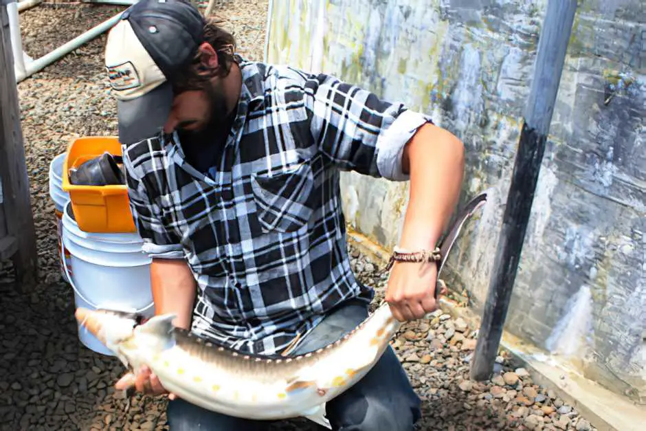 Almost hatching sturgeon supplies Slow Food in Canada