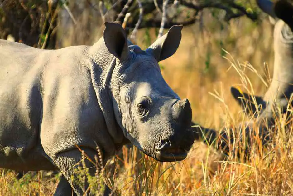 Rhino Safari