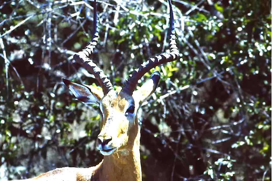 Impala auf Safaris