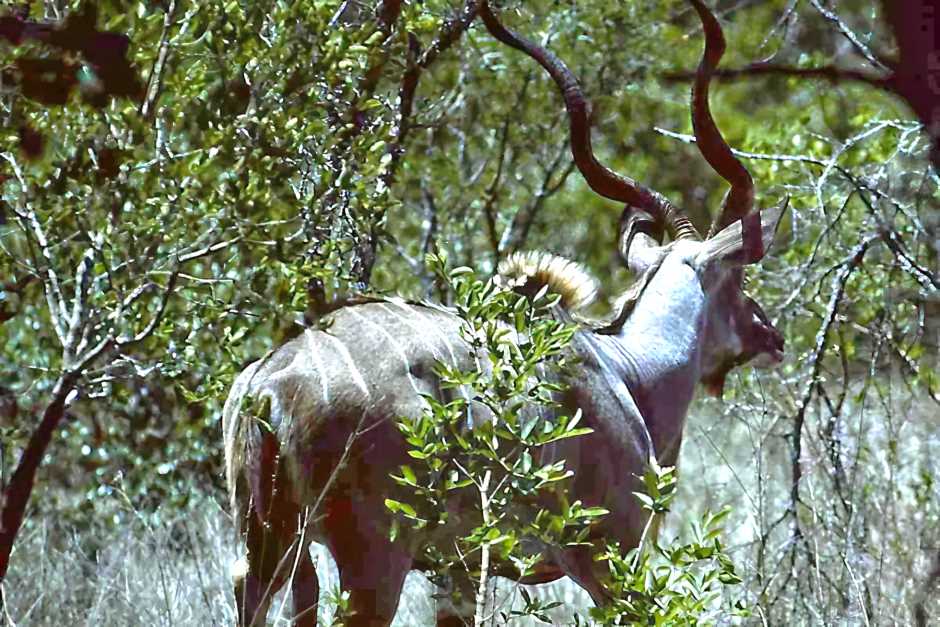 Kudu auf Safaris