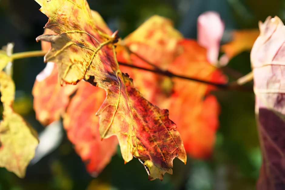 How do you like the autumn vine leaves?