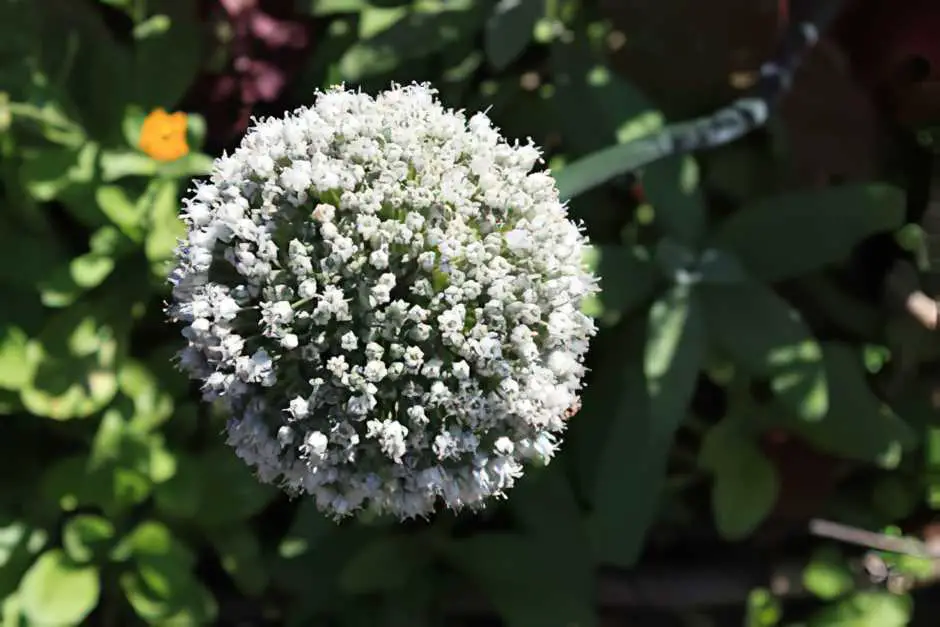 Chive blossoms are waiting for their processing