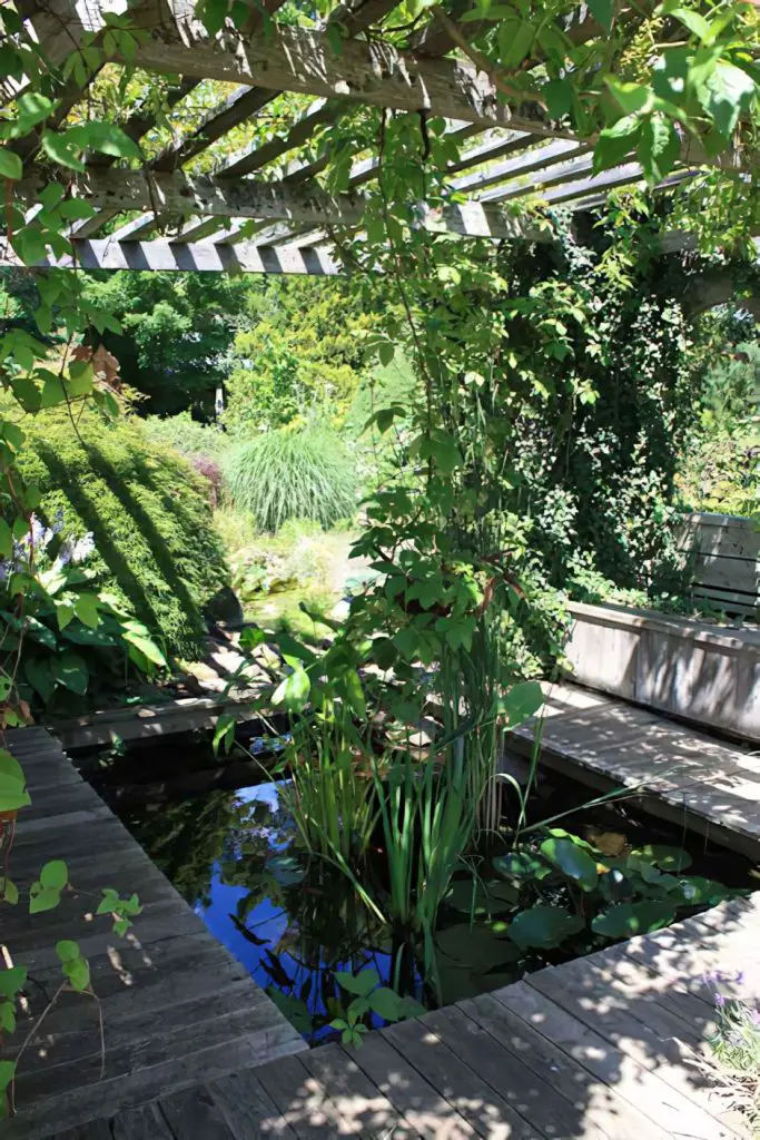 A goldfish pond like from a picture book