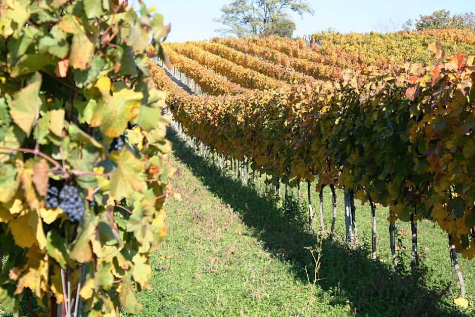 Burgenland wine ... to the horizon