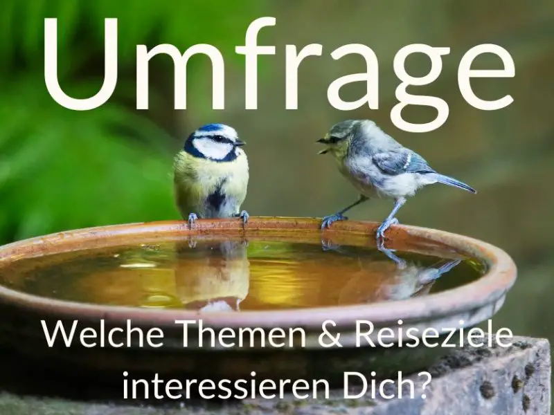 Umfrage im Blog