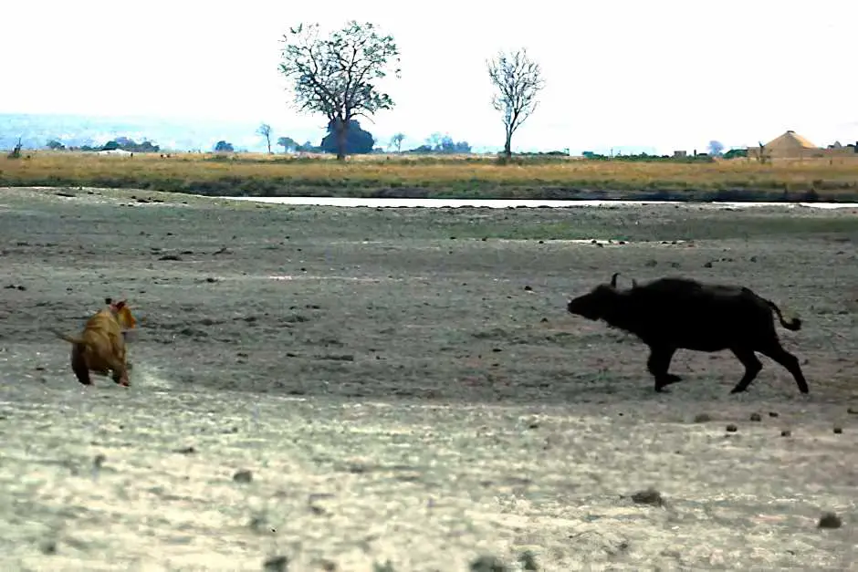 Tiere in Afrika - Der Büffel greift die Löwin an