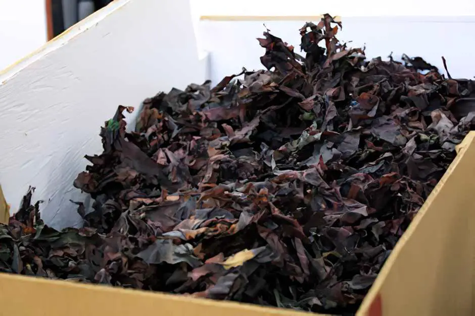 The market of St John New Brunswick: Dulse (dried seaweed)