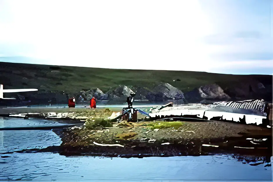 Ein Karibu beobachtet uns auf Herschel Island am Eismeer