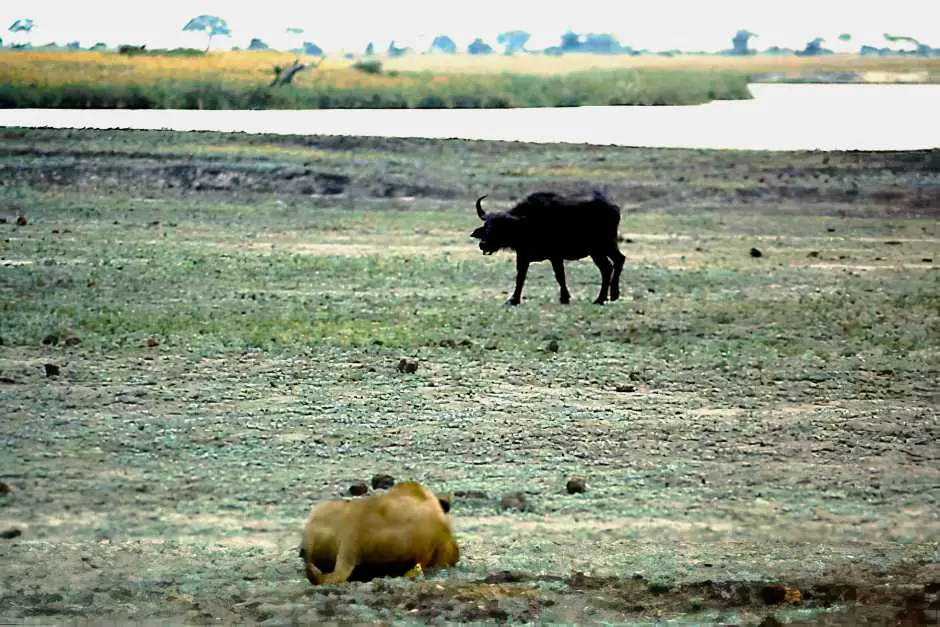Tiere in Afrika - Die Löwin pirscht sich an