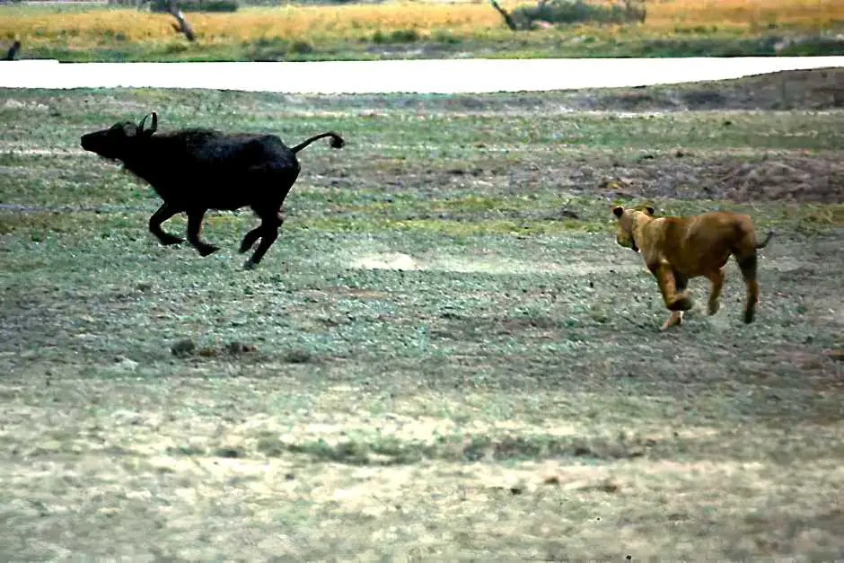 Tiere in Afrika - Der Büffel gibt Fersengeld