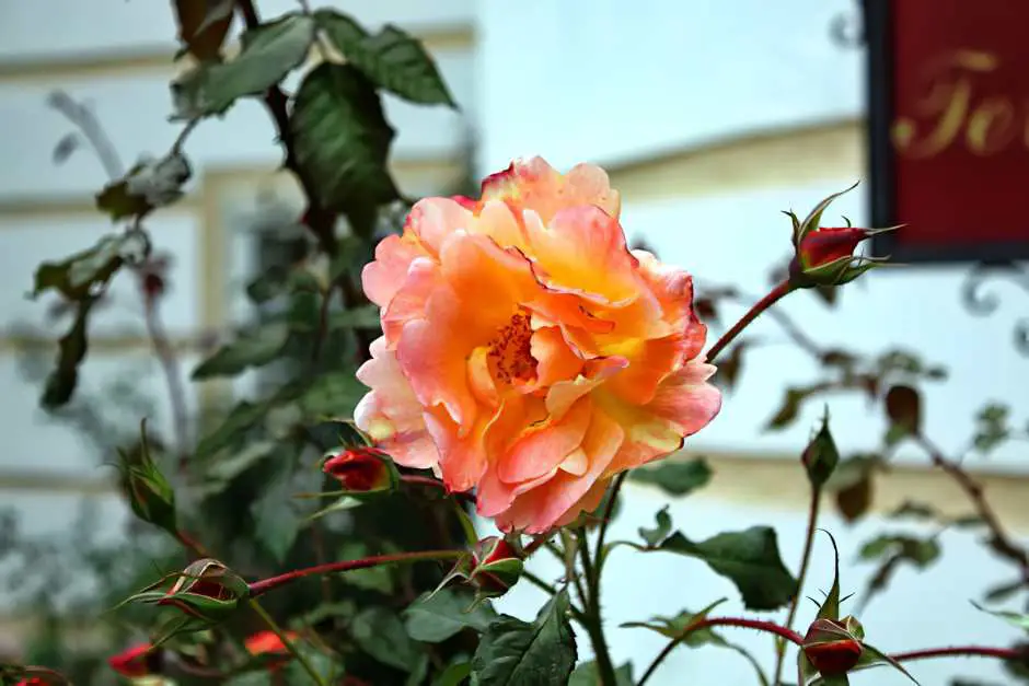 Roses in the Rosenau Castle Hotel