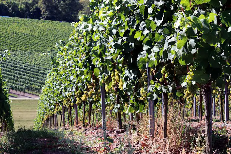 Weinberge in Franken 