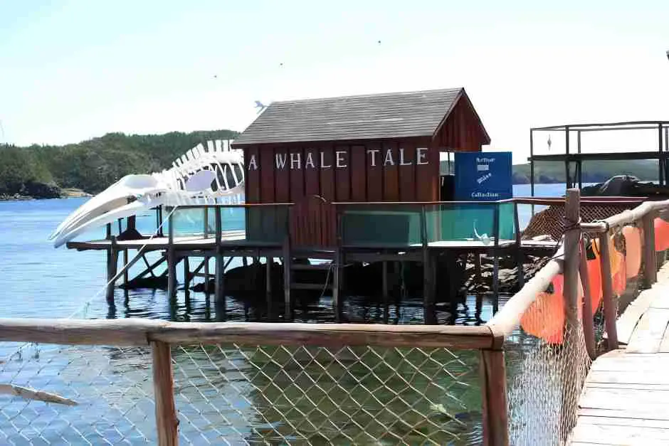 Whale skeleton and
