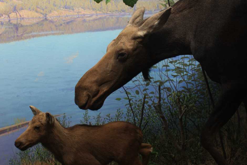 Cow moose with cub in the visitor center