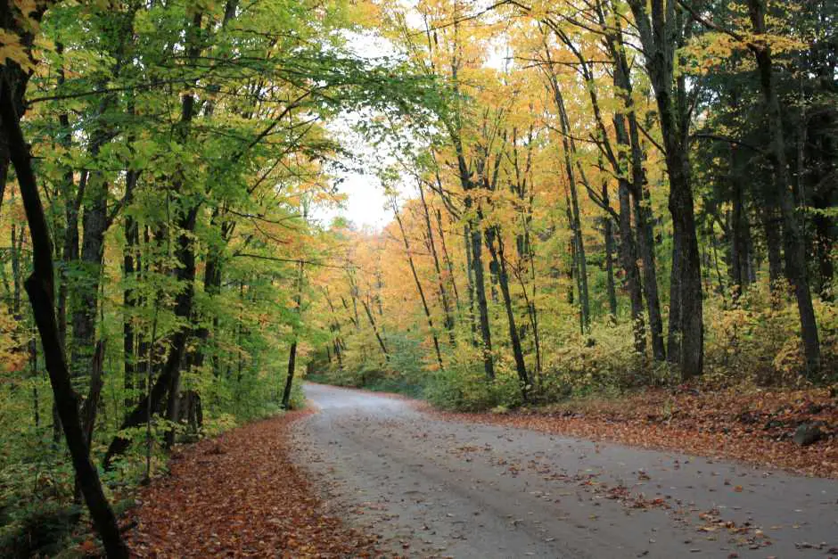 Nature in Algonquin Park