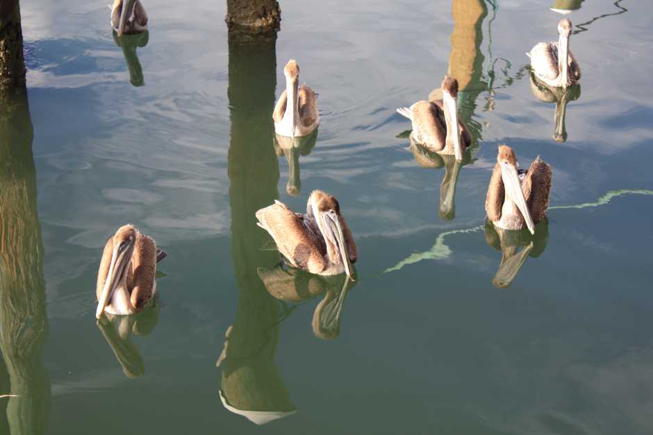 Pelikane in Fort Lauderdale