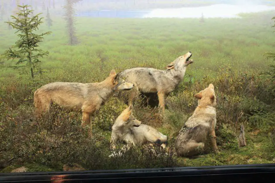 Woelves at the Algonquin Park Visitor Center