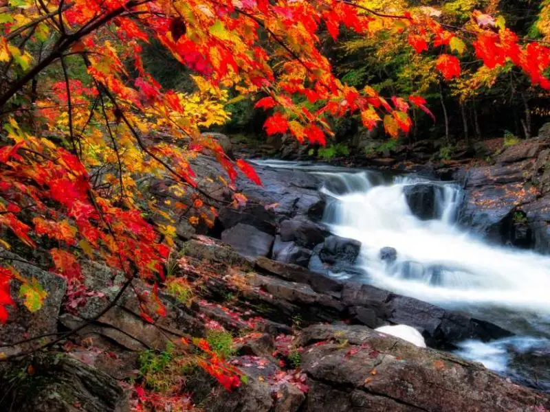 Im Algonquin Park