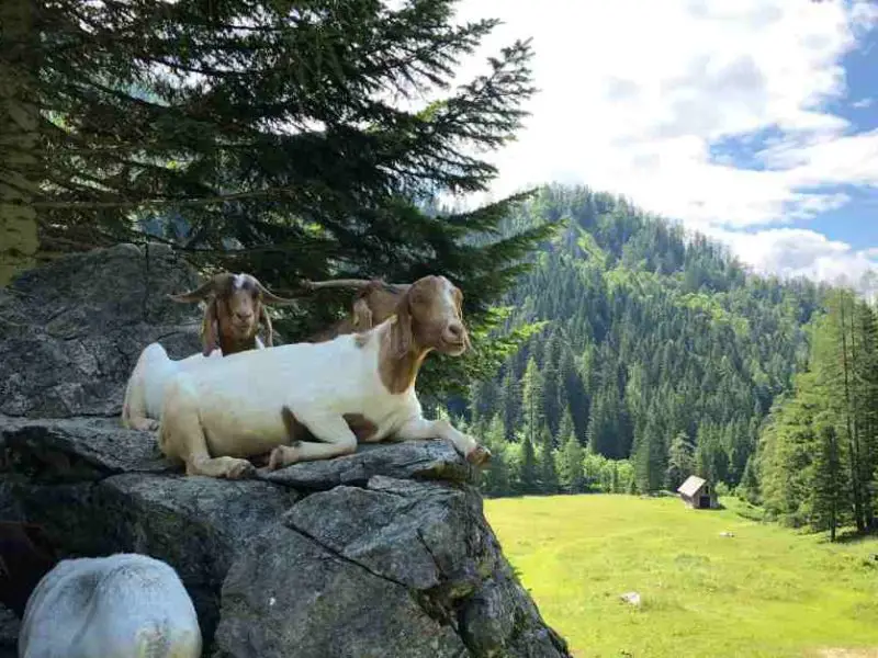 Niederösterreich Urlaub
