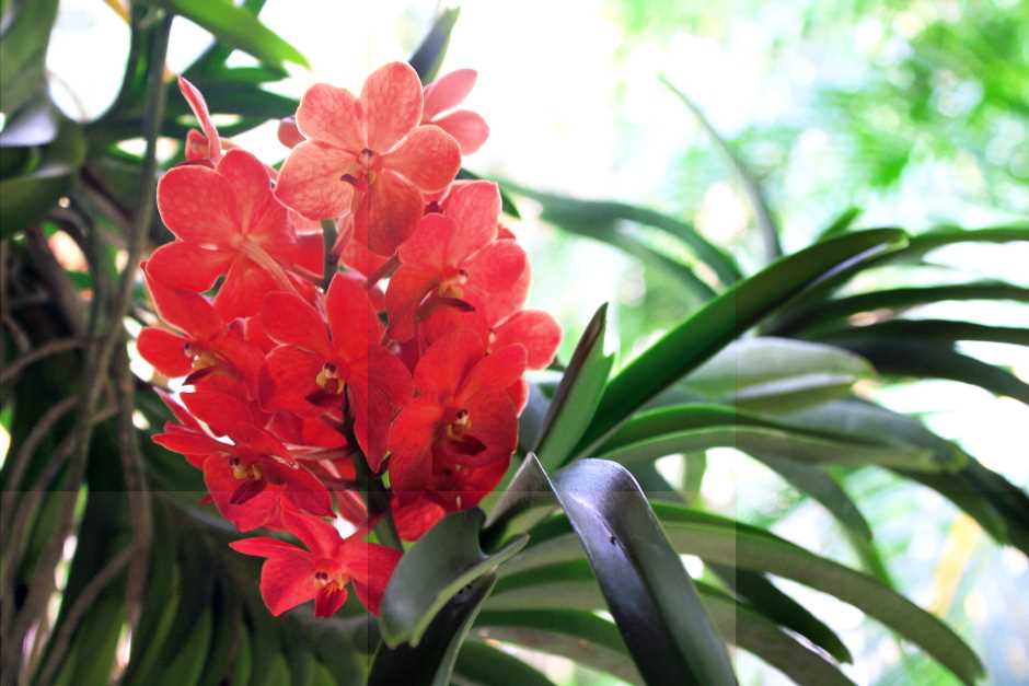 Die Orchideen von Bonnet House stammen aus Evelyn Bartletts Zucht – Fort Lauderdale Florida Sehenswürdigkeiten