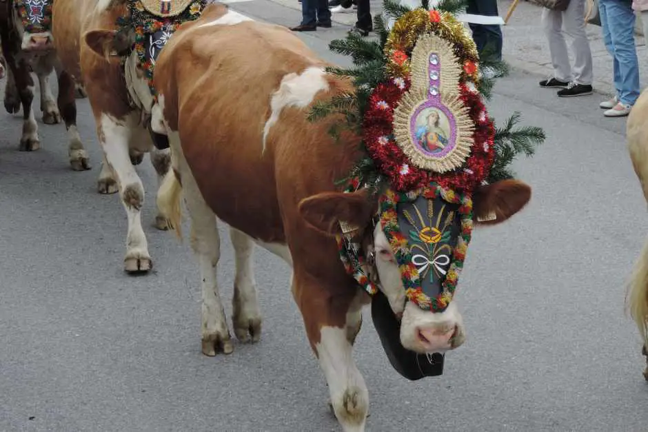 Cattle drive