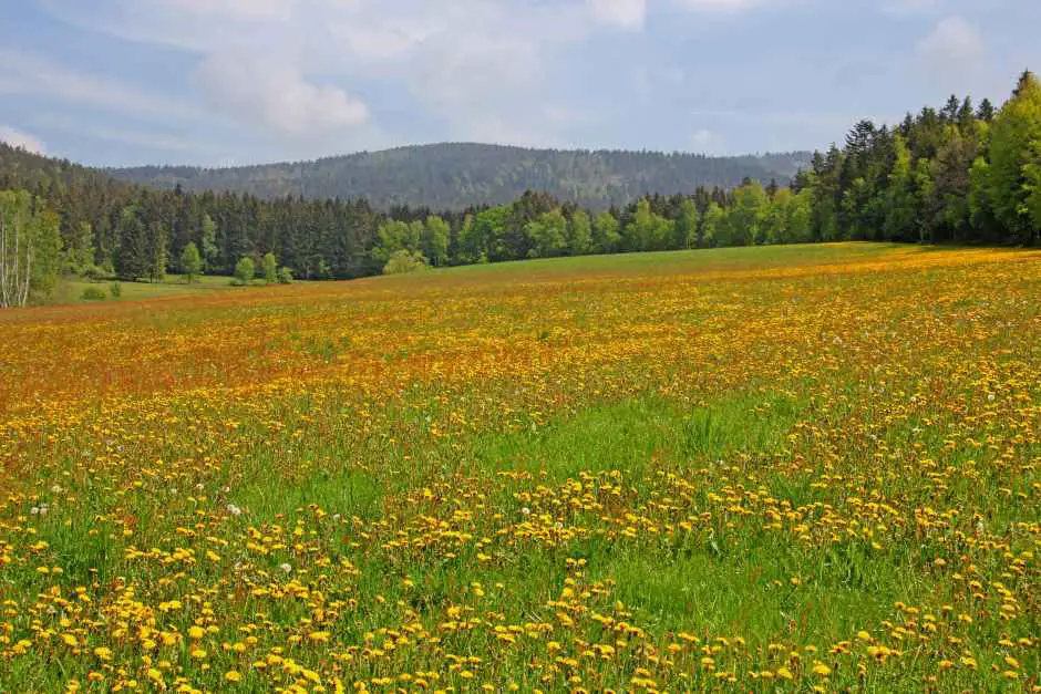 Blumenwiesen in der Oberpfalz