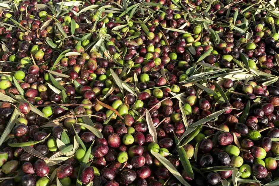Olive harvest