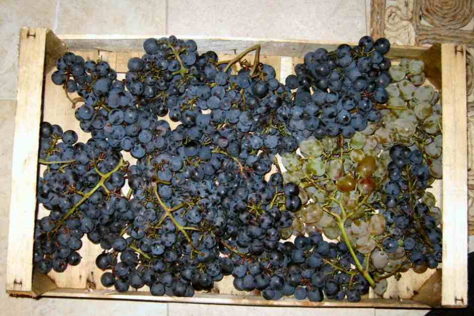 Plavac Mali, Wein aus der Region Dubrovnik
