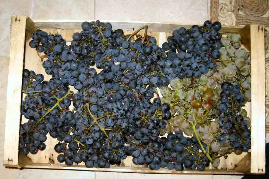 Plavac Mali, wine from the Dubrovnik region