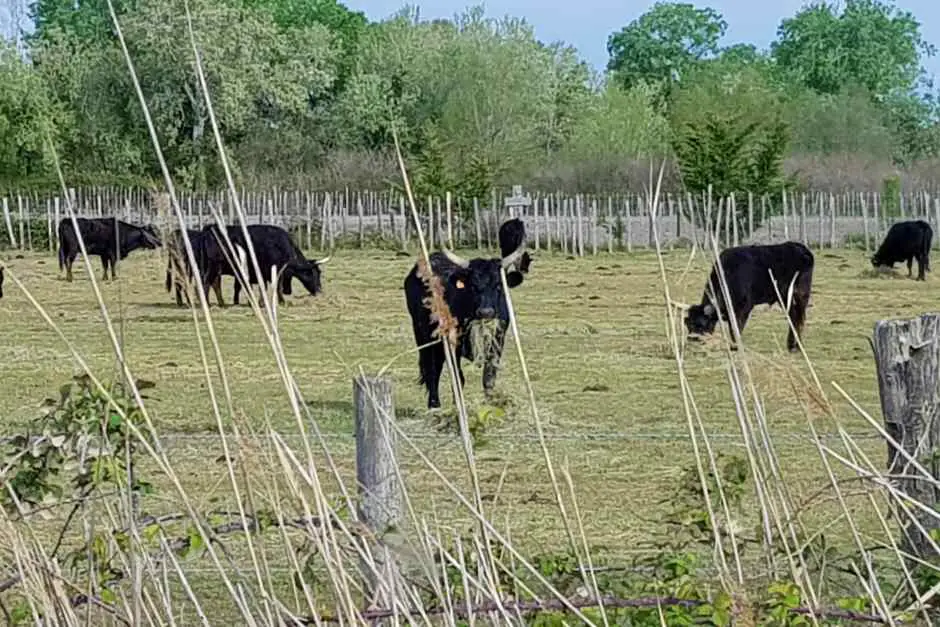 Camargue bulls as a backdrop in Provence crime novels