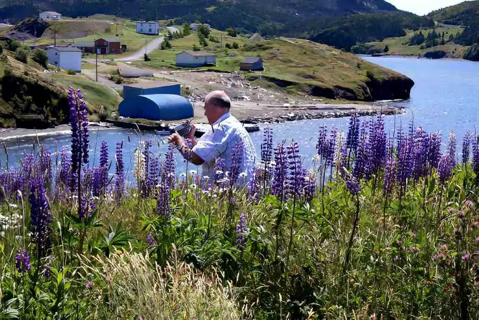 Petar films lupins in Trinity