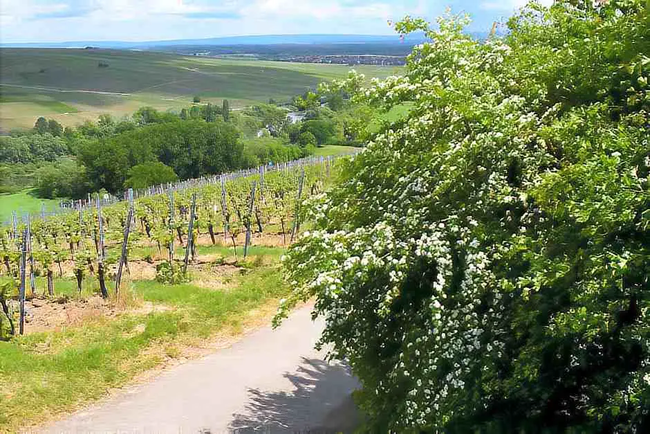 Travel destinations in Germany - Franconia wine region