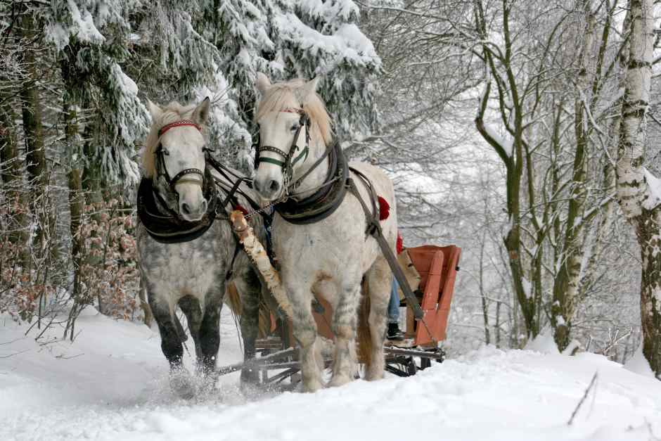 Winterurlaub im Wald