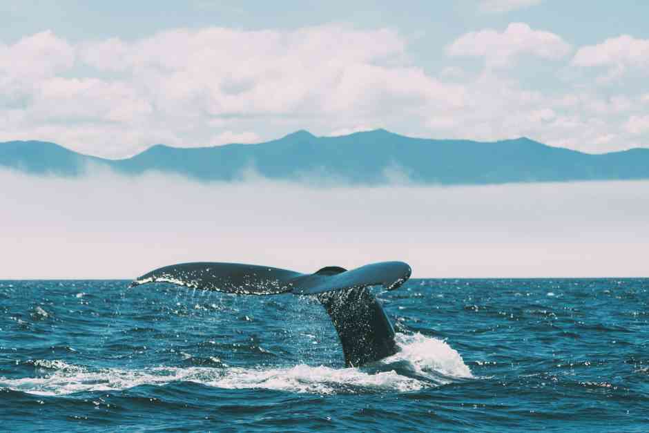Whale watching
