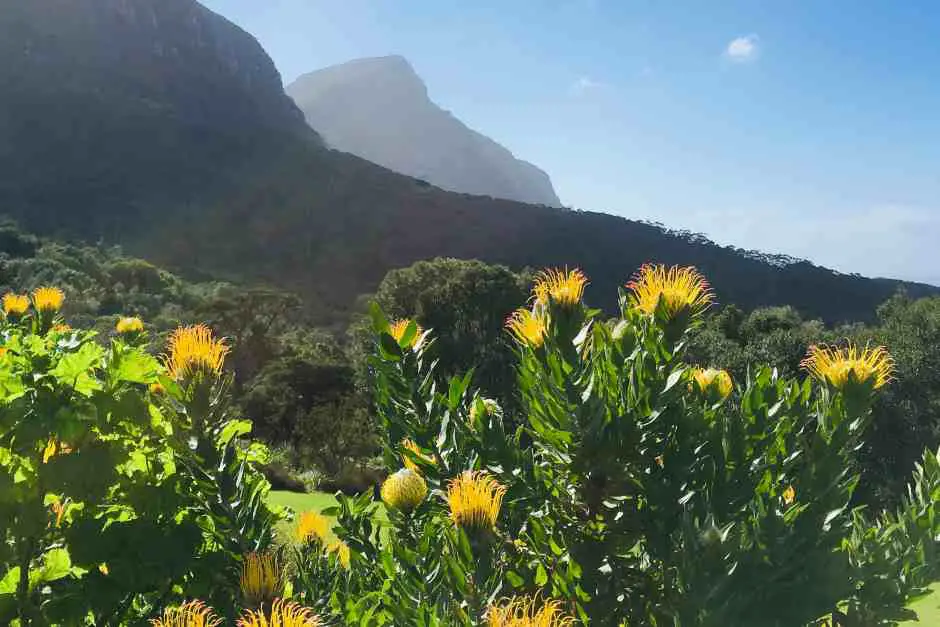 Kirstenbosch National Botanical Garden
