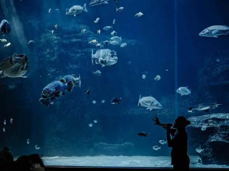 Kapstadt To Do - das Aquarium