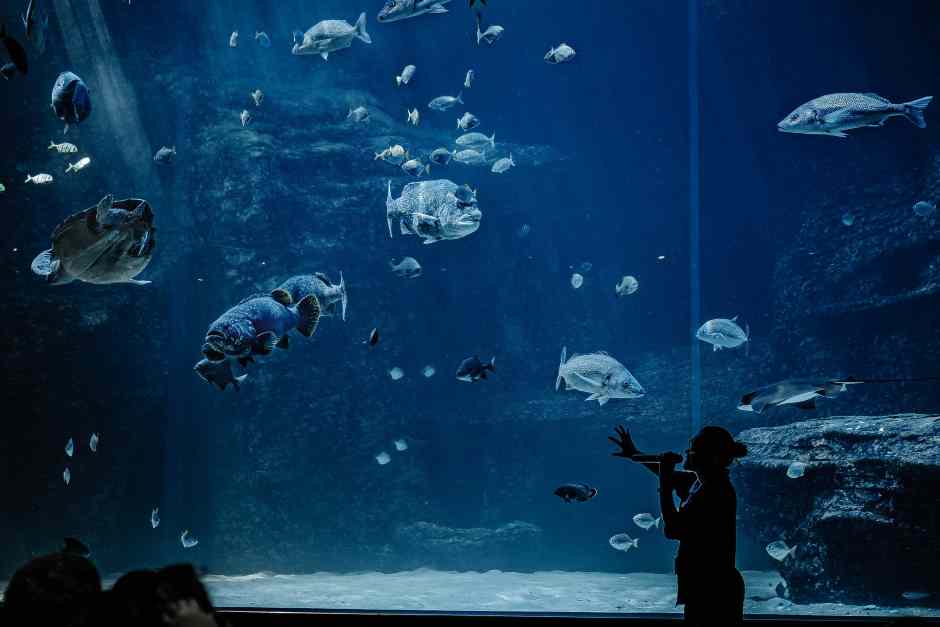 Cape Town To Do - the Aquarium