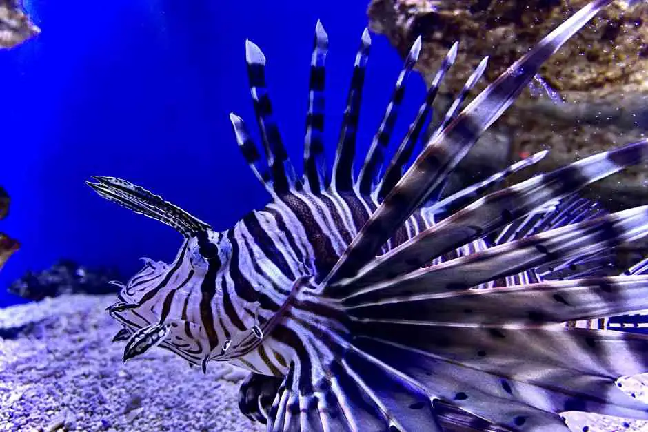 Two Oceans Aquarium - Cape Town To Do