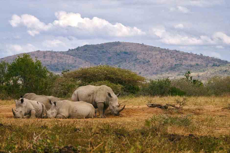 South Africa travel blog Hluhluwe National Park