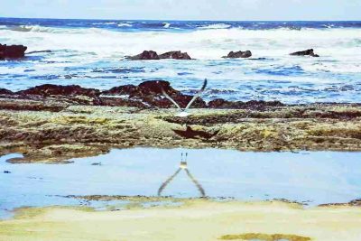 Möwe am Strand von Wilderness