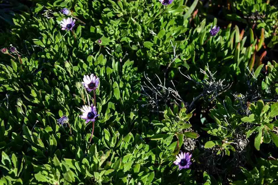 Flowers on the Rota Vicentina